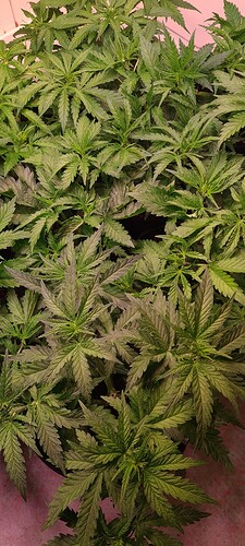 Growreport Bild 16