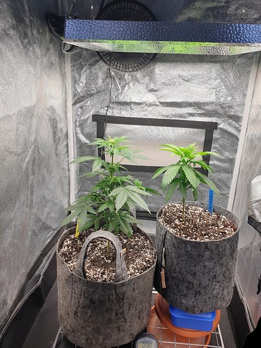 Growreport Bild 2