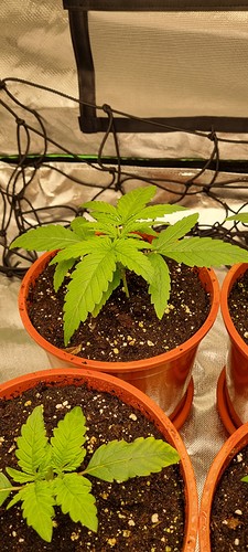 Growreport Bild 4