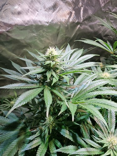 Growreport Bild 27
