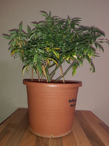 Growreport Bild 1
