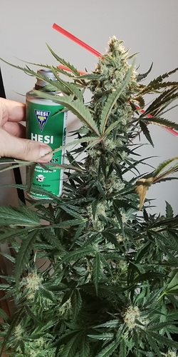 Growreport Bild 1