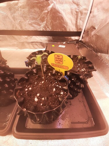 Growreport Bild 4