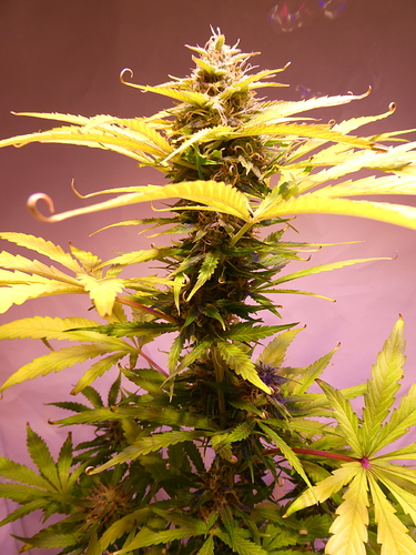 Growreport Bild 8