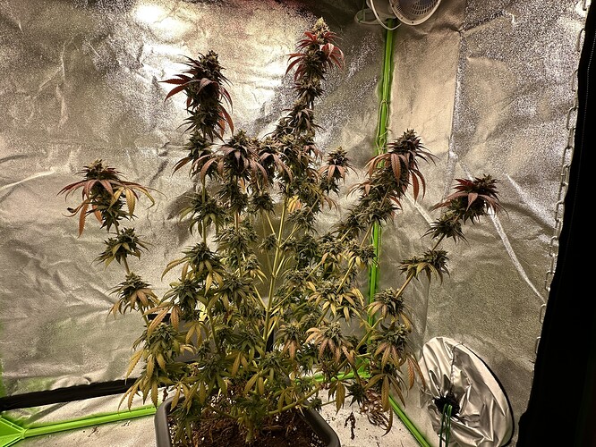 Growreport Bild 6