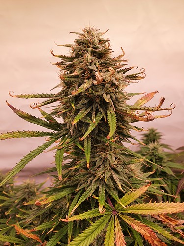 Growreport Bild 13