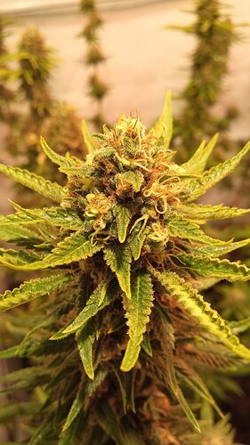Growreport Bild 42