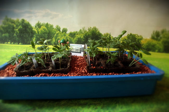 Growreport Bild 9