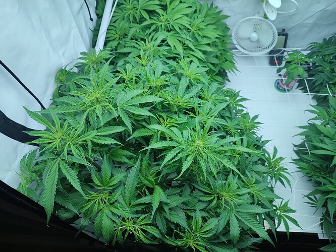 Growreport Bild 28