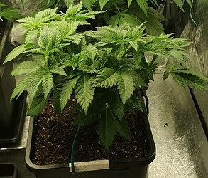Growreport Bild 6