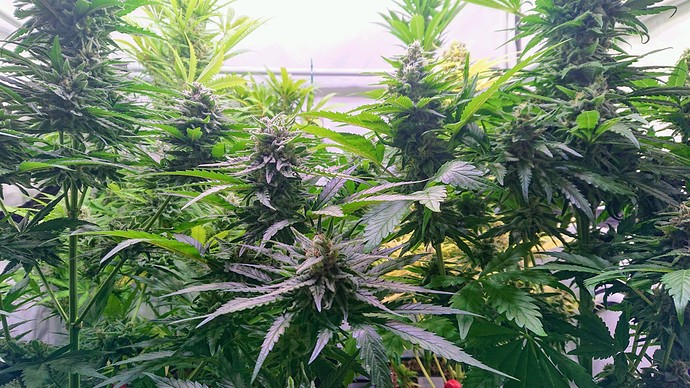 Growreport Bild 22
