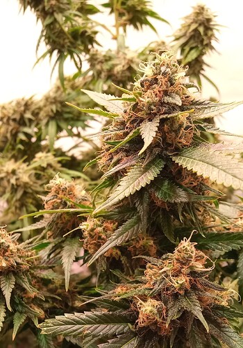Growreport Bild 27