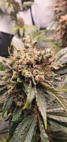 Growreport Bild 17