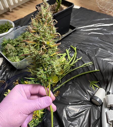 Growreport Bild 14