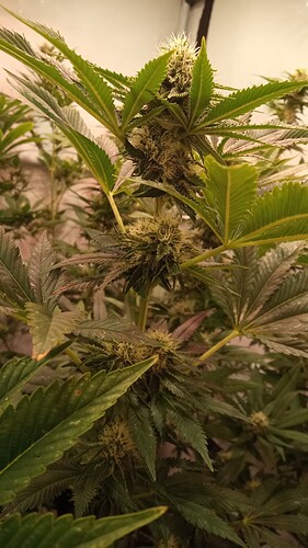 Growreport Bild 18