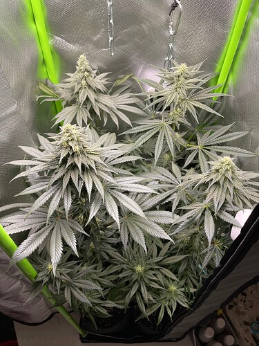 Growreport Bild 1
