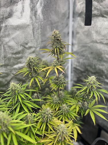 Growreport Bild 4