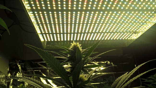 Growreport Bild 3