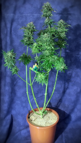Growreport Bild 10