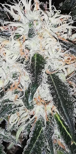 Growreport Bild 5