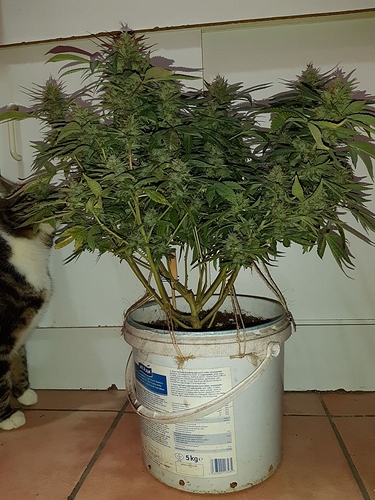 Growreport Bild 1