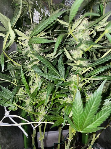 Growreport Bild 9