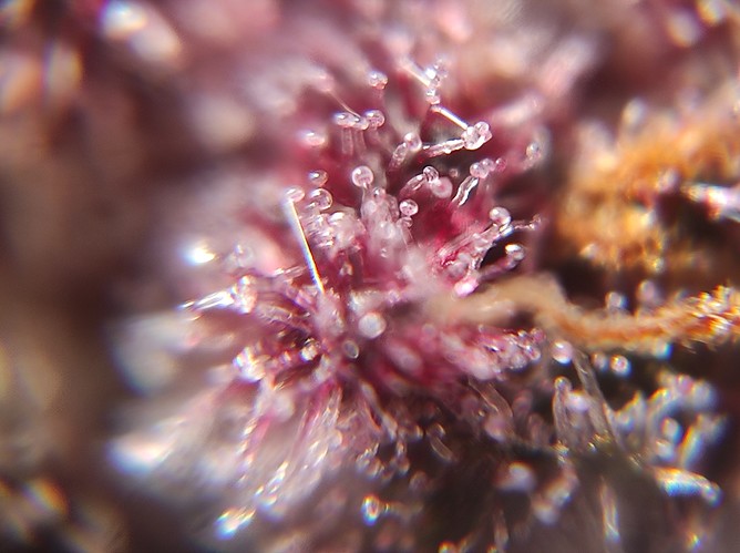 Growreport Bild 30