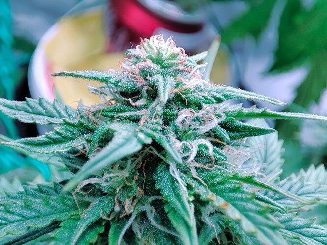 Growreport Bild 25