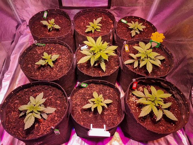 Growreport Bild 1