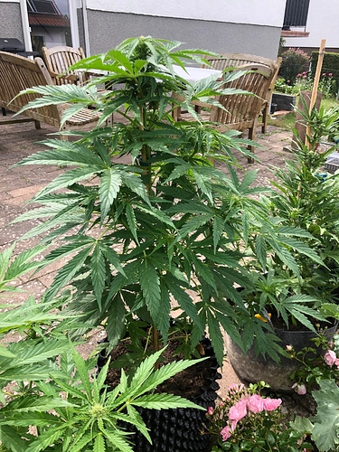 Growreport Bild 2