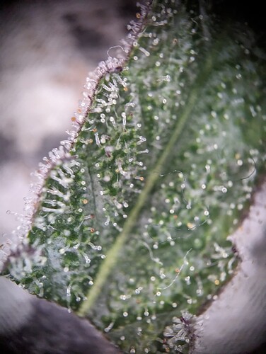 Growreport Bild 14