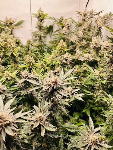Growreport Bild 17