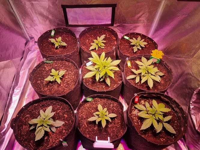 Growreport Bild 2
