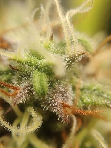 IMG_20210306_161646_007