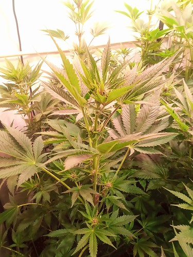 Growreport Bild 20
