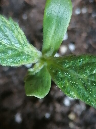 Growreport Bild 4