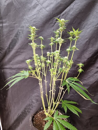 Growreport Bild 42