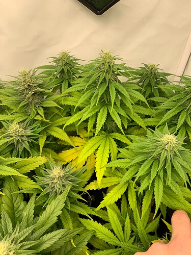 Growreport Bild 13