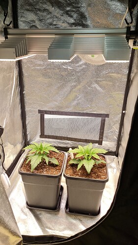 Growreport Bild 4