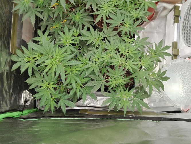 Growreport Bild 3
