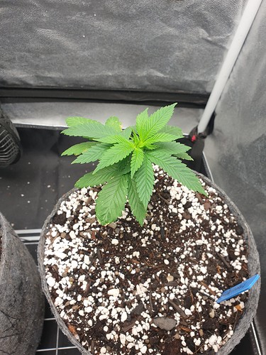 Growreport Bild 11