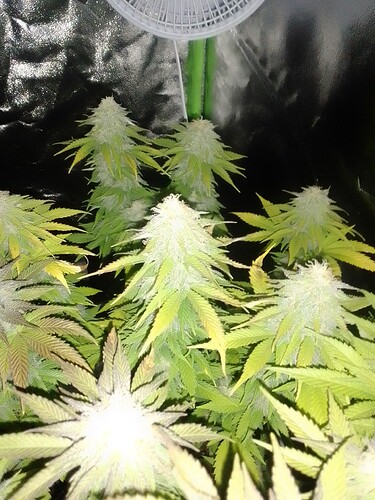 Growreport Bild 2