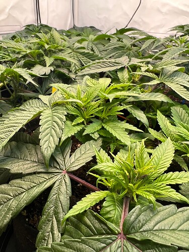 Growreport Bild 8