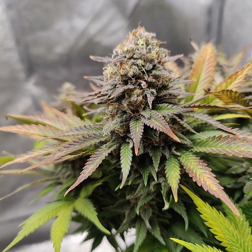 Growreport Bild 29