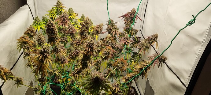 Growreport Bild 23