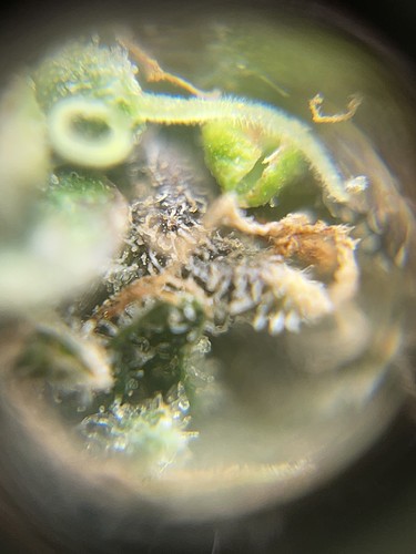 Growreport Bild 4