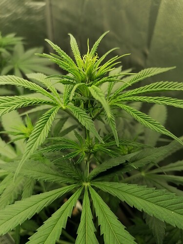 Growreport Bild 3