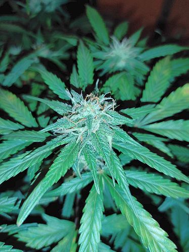 Growreport Bild 1