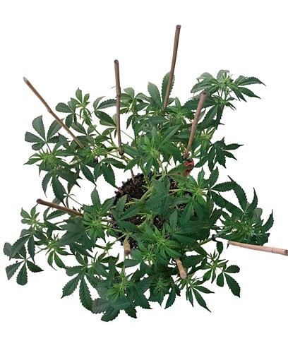 Growreport Bild 3