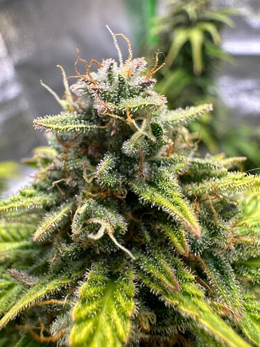 Growreport Bild 18